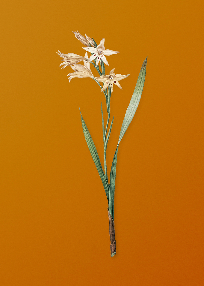 Gladiolus Cuspidatus