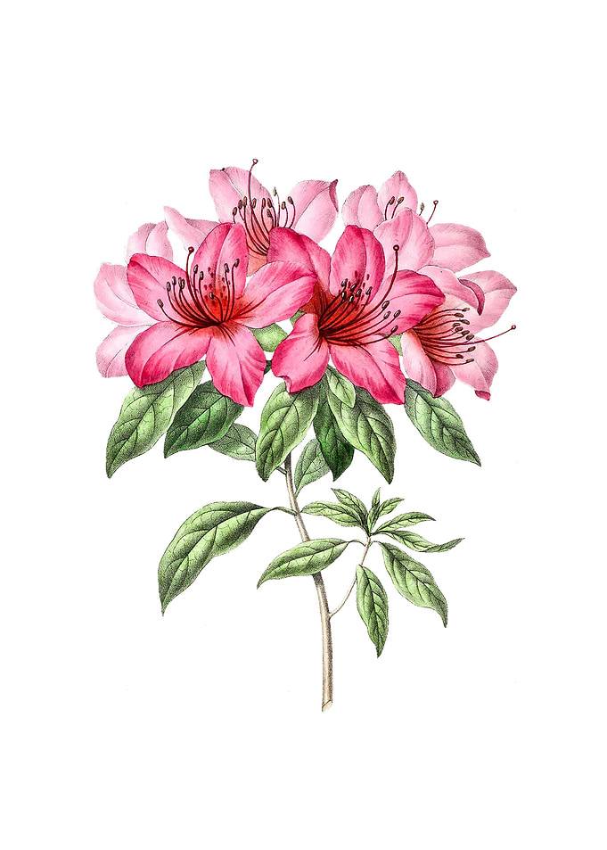 Azalea Pink