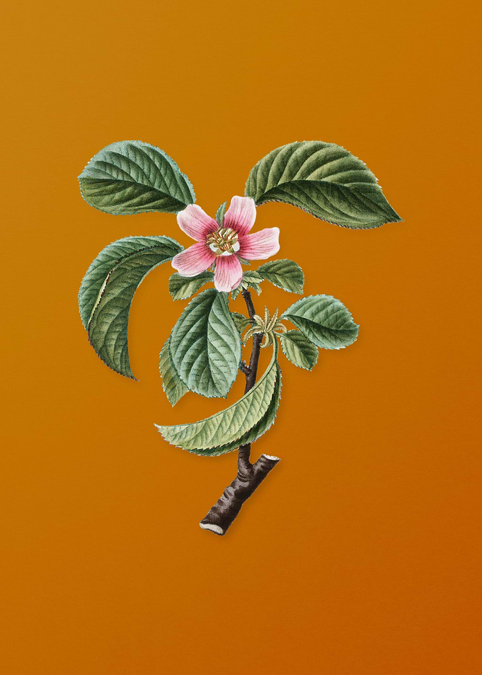 Vintage Chinese Quince