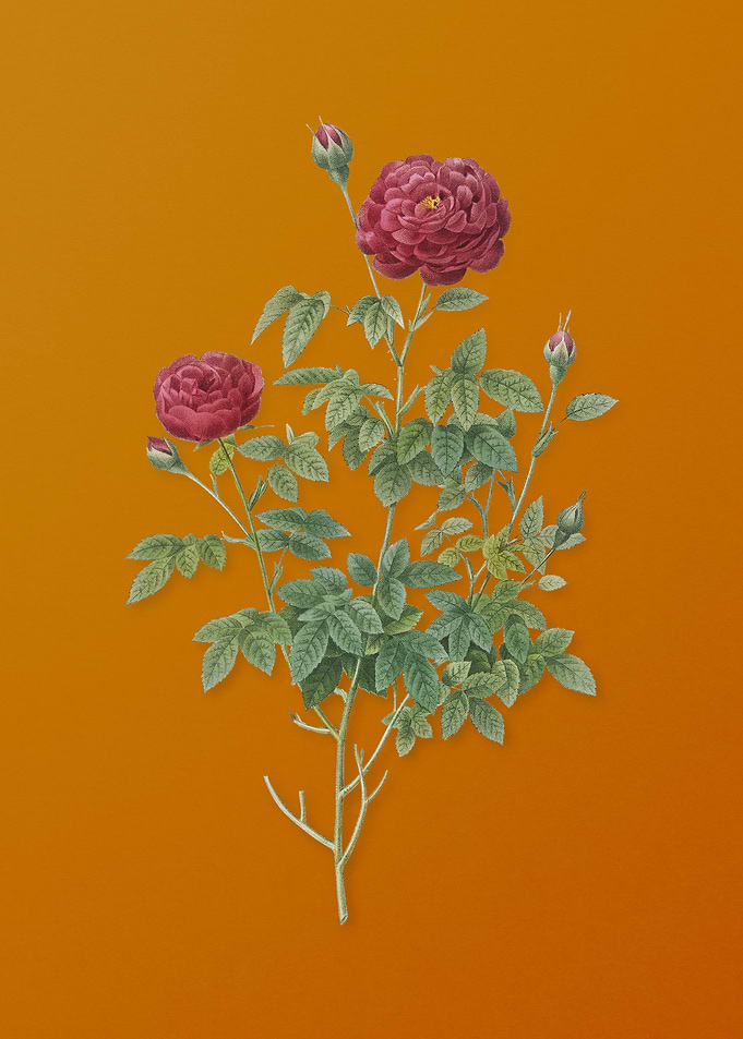 Burgundy Cabbage Rose