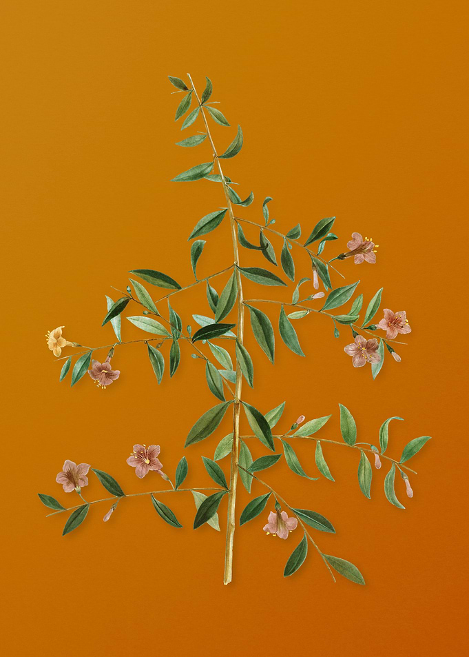 Vintage Goji Berry Branch