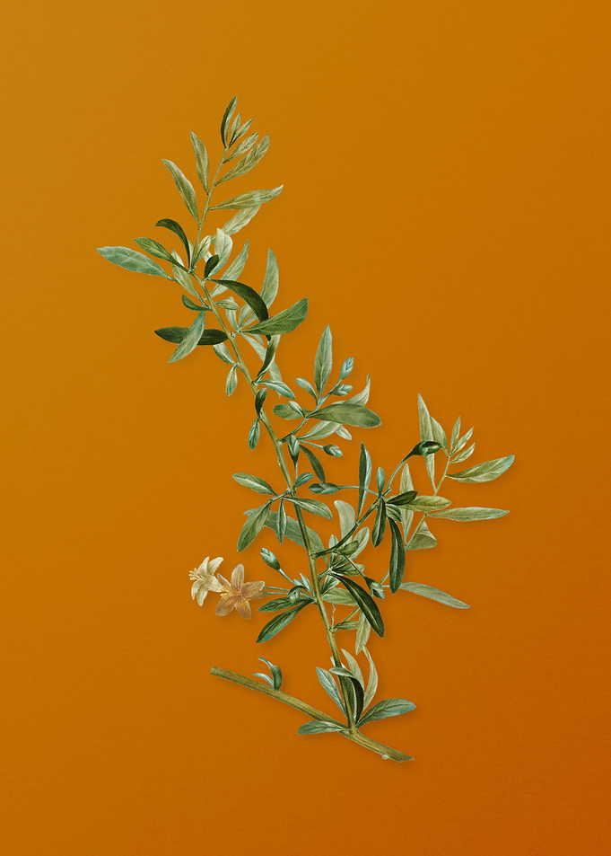 Vintage Goji Berry Branch