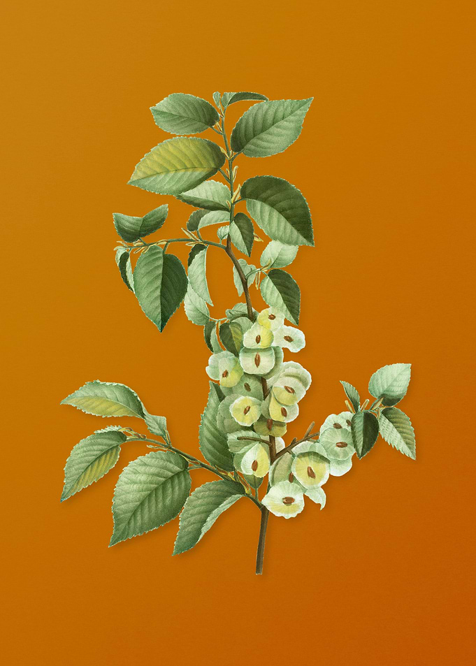 Vintage Field Elm Flower
