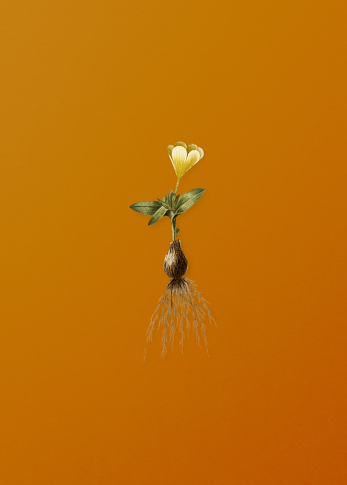 Vintage Cape Tulip a