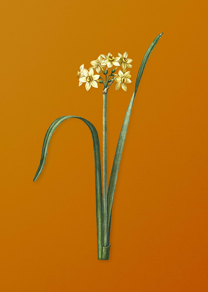 Cowslip Cupped Daffodil