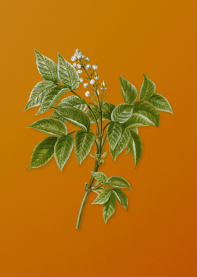 European Bladdernut Flower