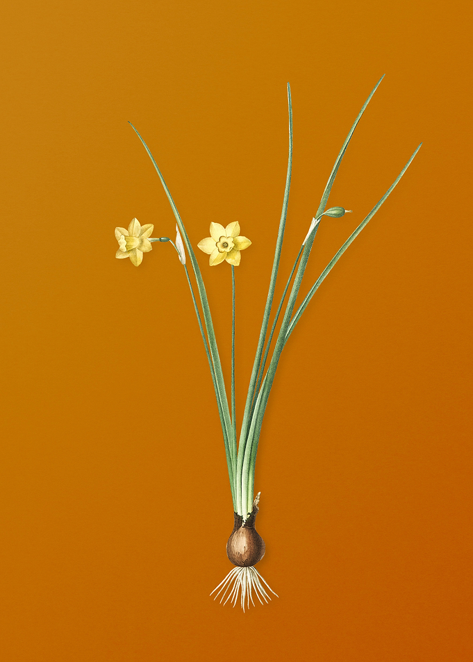 Vintage Daffodil Flower