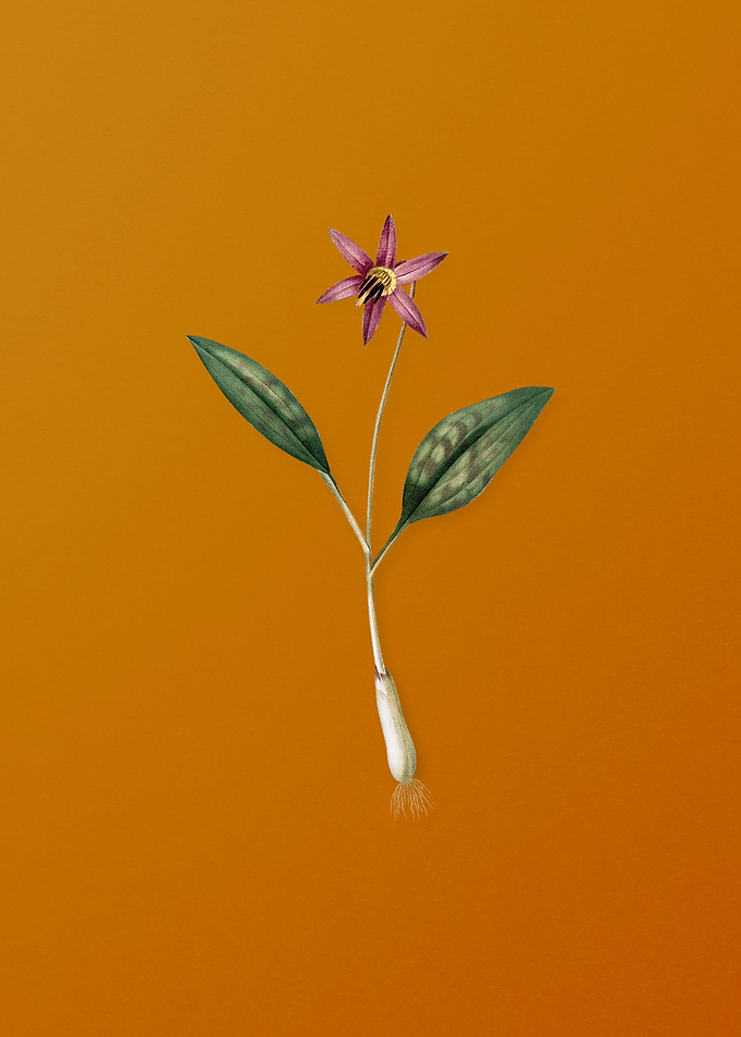 Vintage Erythronium Flower
