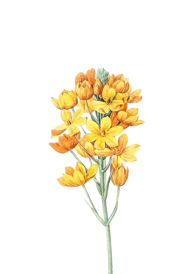 SunStar Yellow
