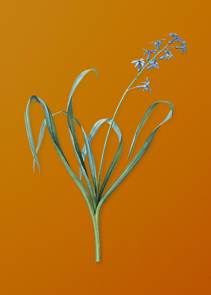 Vintage Dutch Hyacinth