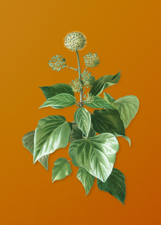 Vintage Common Ivy Flower