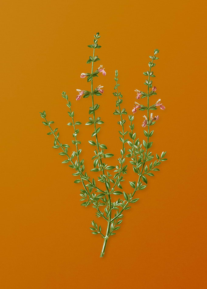 Vintage Cat Thyme Plant