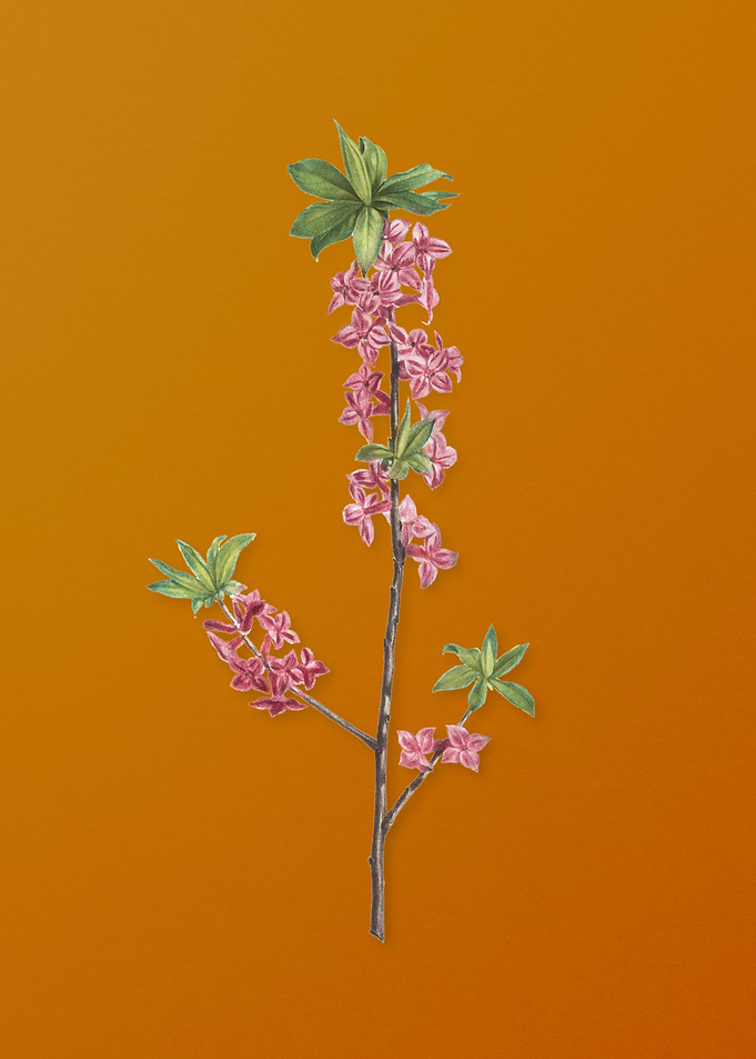 February Daphne Flowers