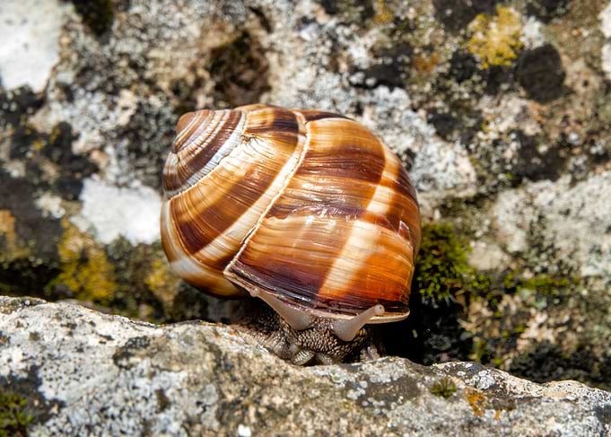 Burgundy snail