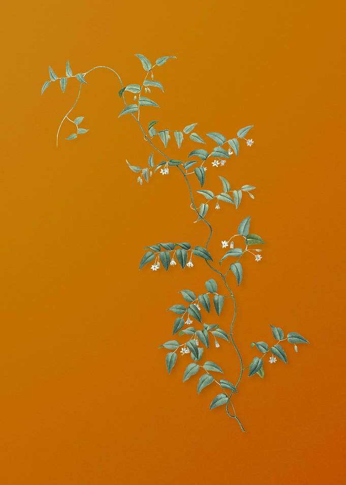 Vintage Bridal Creeper