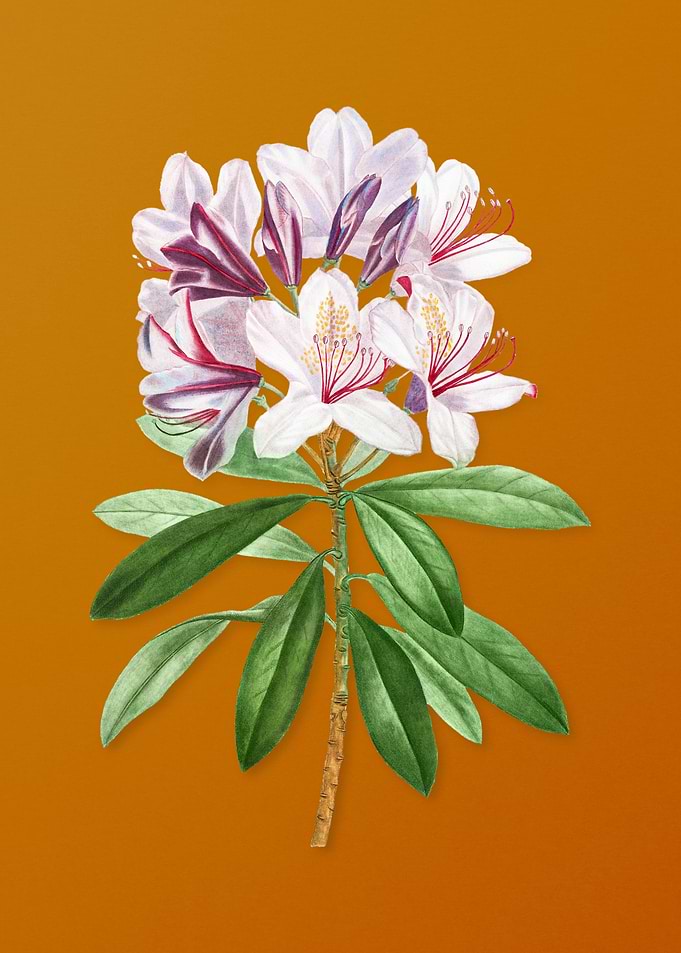 Common Rhododendron Flower