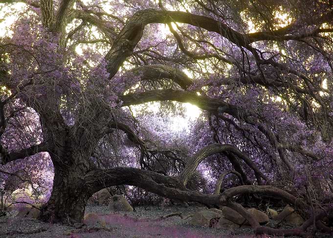 Fairy Tree