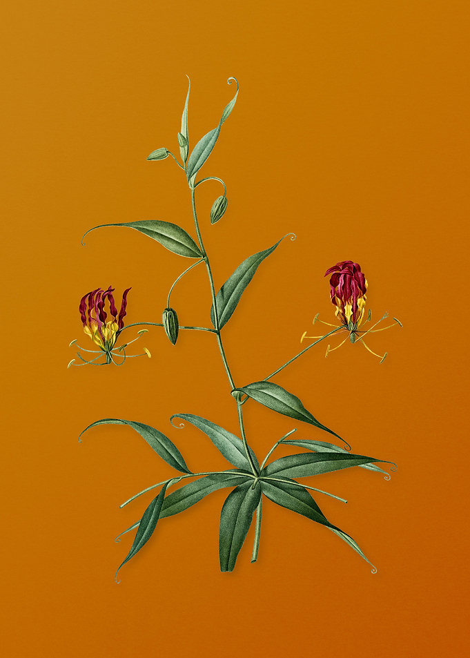 Vintage Flame Lily Flower