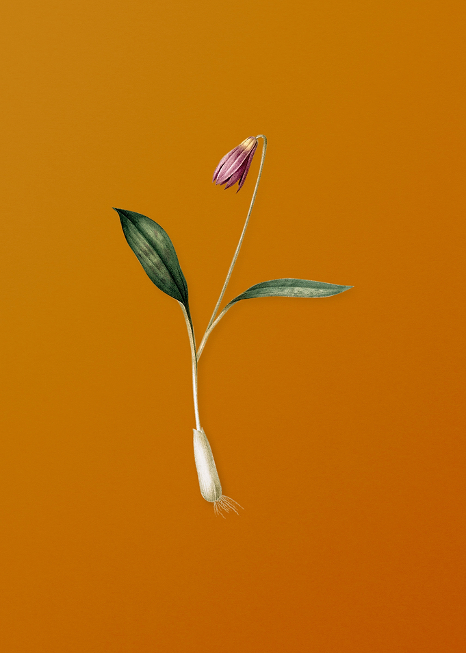 Vintage Erythronium Flower