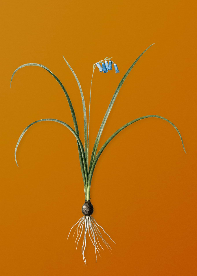 Vintage Brimeura Flower