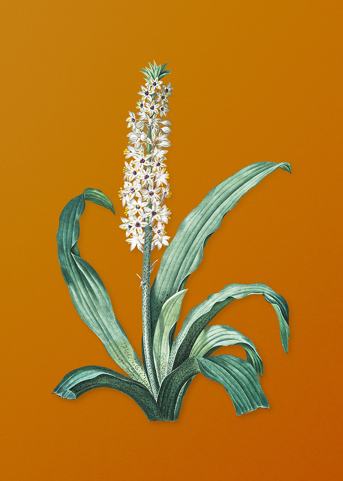 Vintage Eucomis Punctata