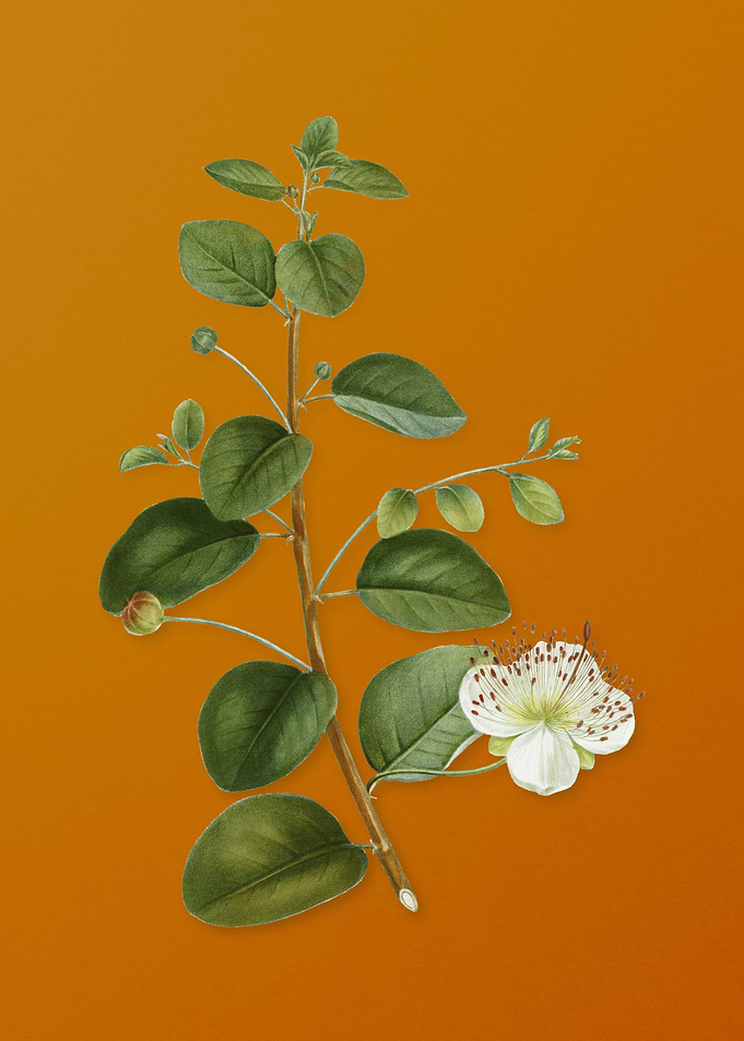 Vintage Caper Plant Flower