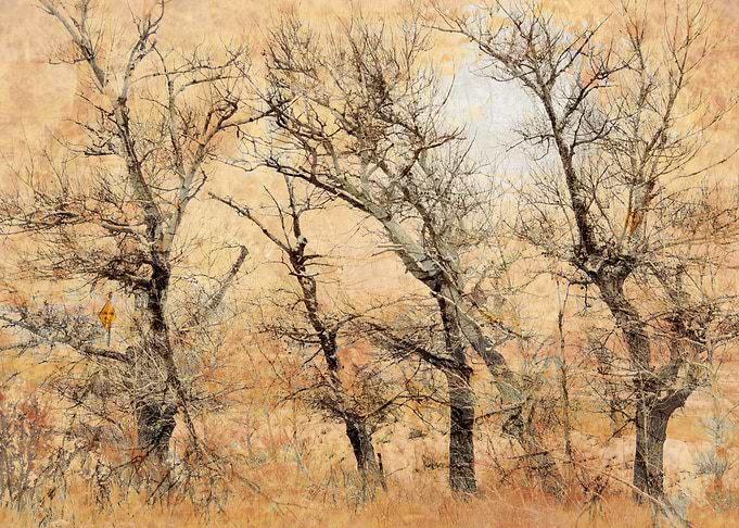 Autumn Tangle
