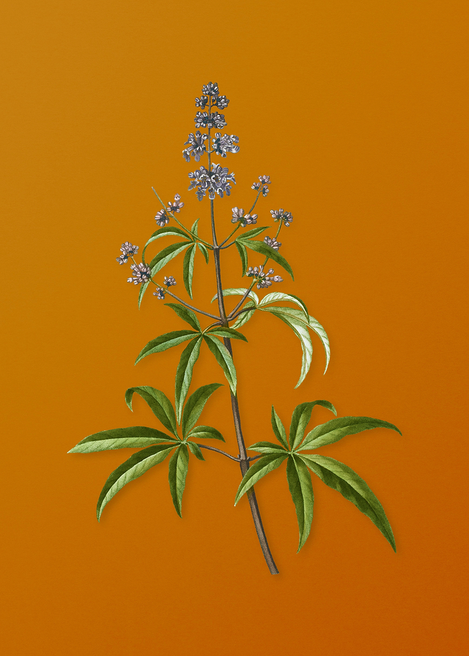 Vintage Chaste Tree Flower