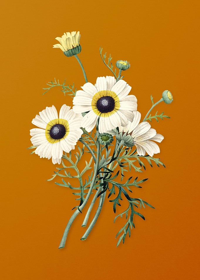 Vintage Chrysanthemum