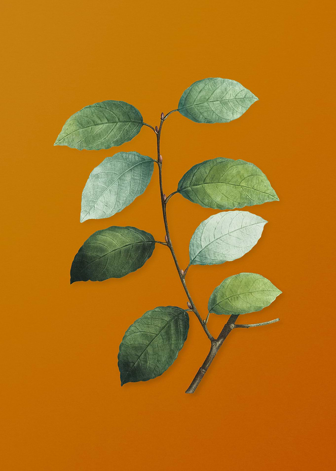 Vintage Eared Willow