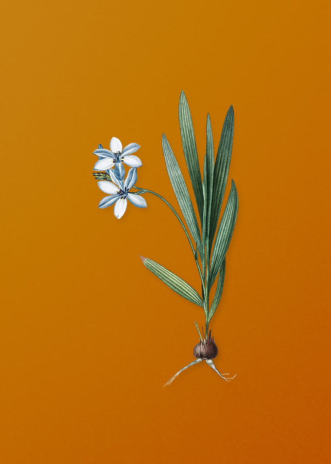 Vintage Gladiolus Plicatus