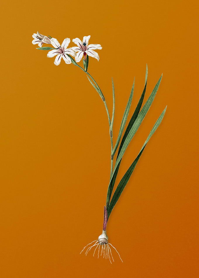 Vintage Gladiolus Flower