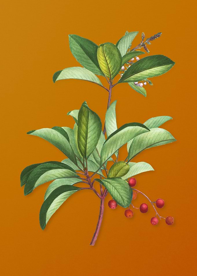 Greek Strawberry Tree