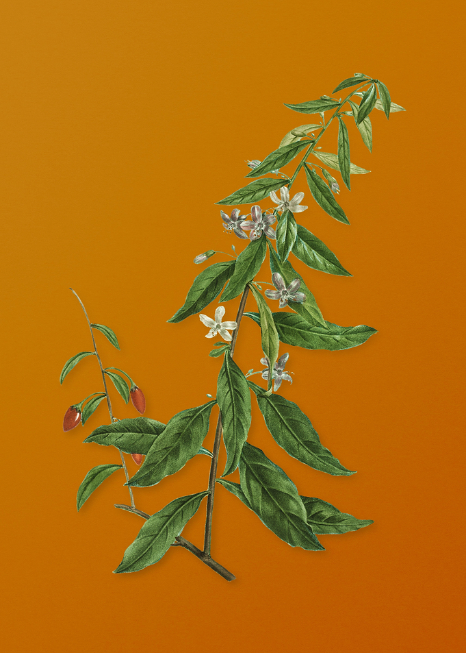 Vintage Goji Berry Tree