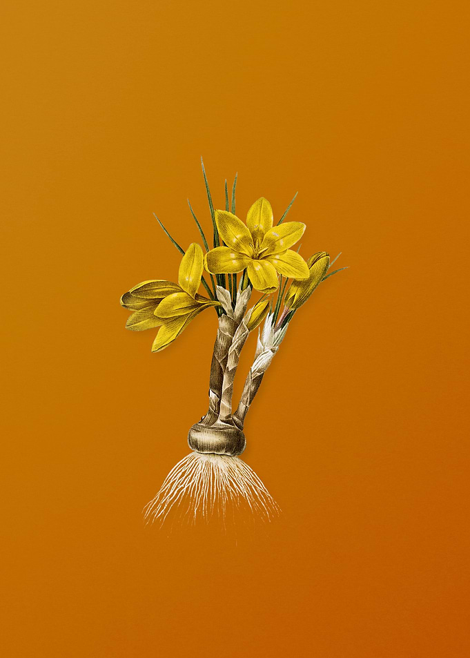 Vintage Crocus Luteus