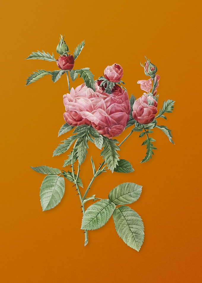 Vintage Cabbage Rose