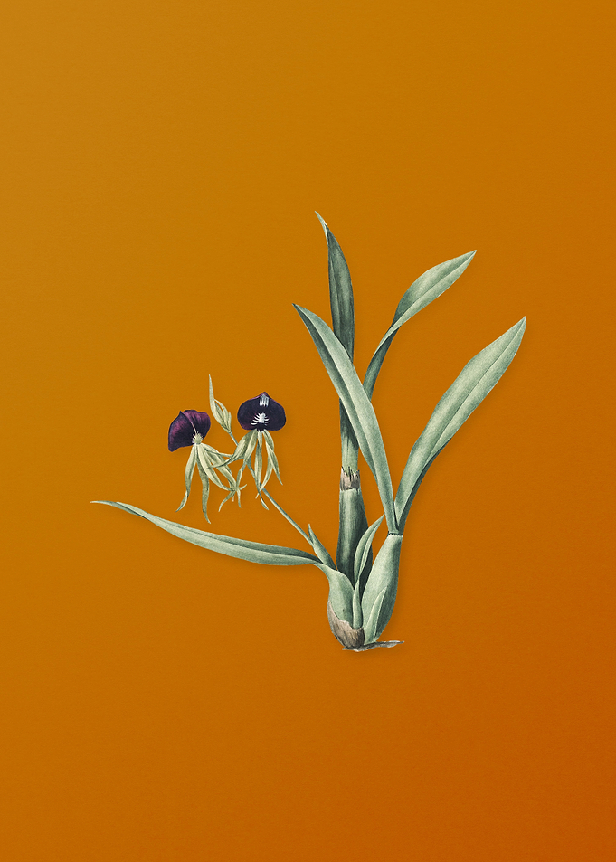 Vintage Clamshell Orchid