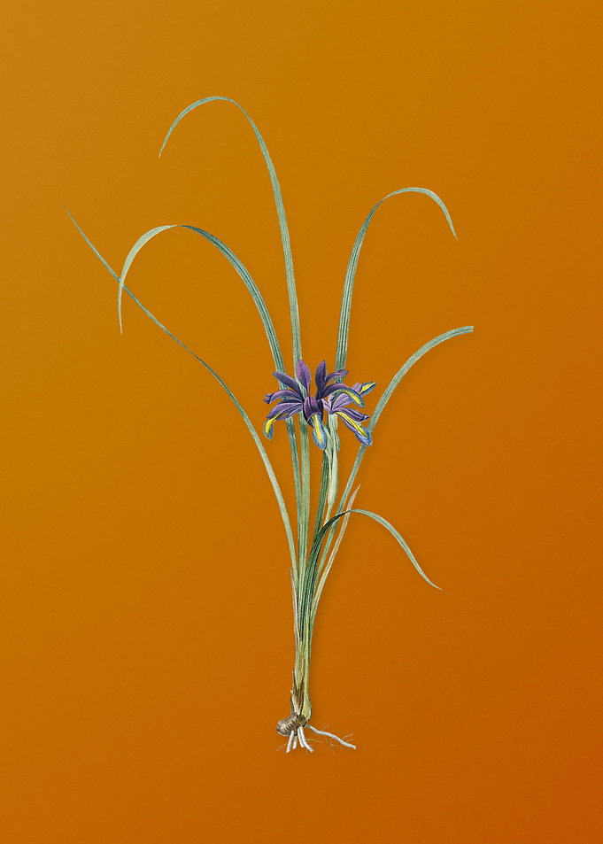 Vintage Grass Leaved Iris