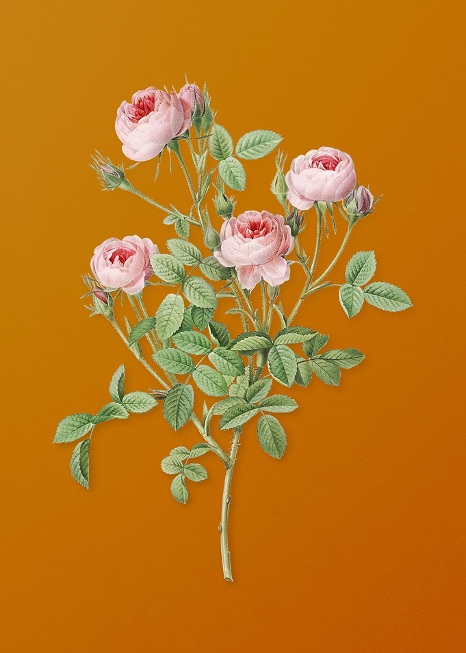 Vintage Burgundian Rose