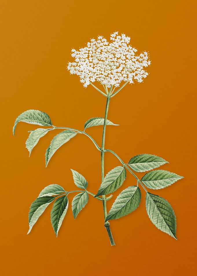 Vintage Elderflower Tree