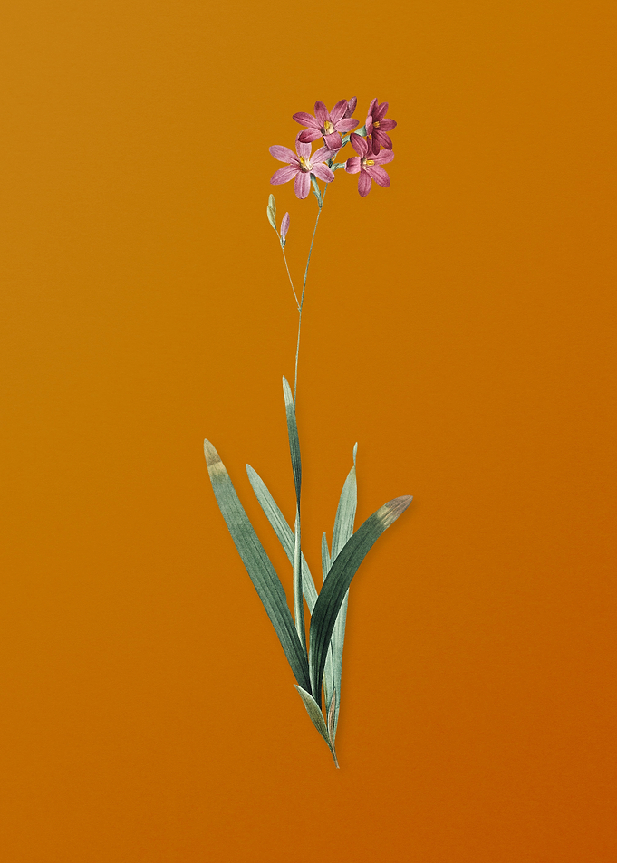 Vintage Corn Lily Flower