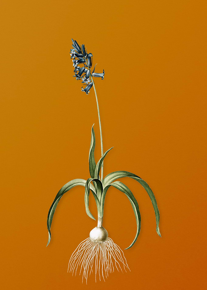 Vintage Common Bluebell