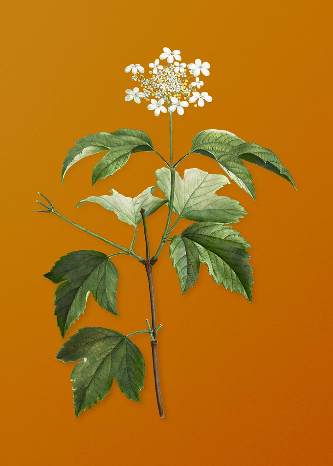 Vintage Guelder Rose