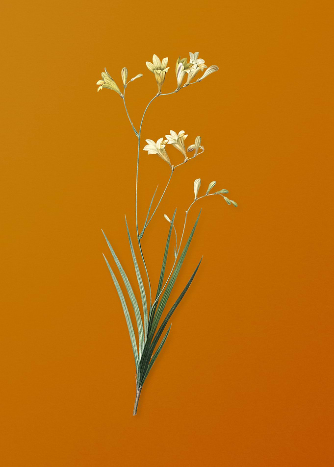Vintage Freesia Flower
