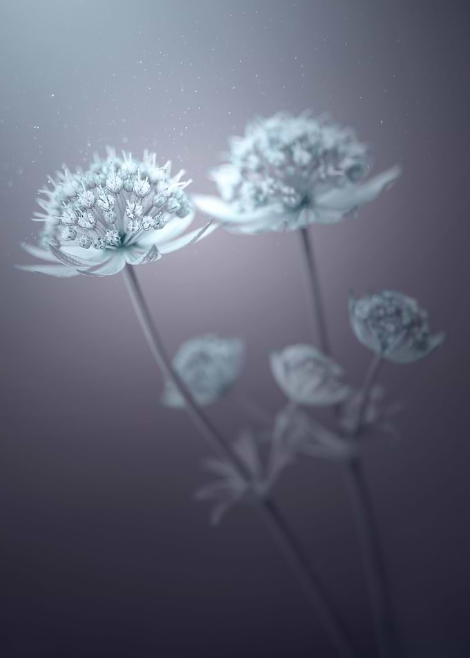 White flowers in garden