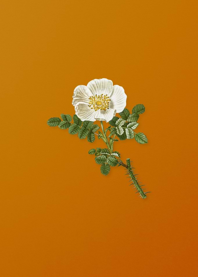 Vintage Burnet Rose Flower