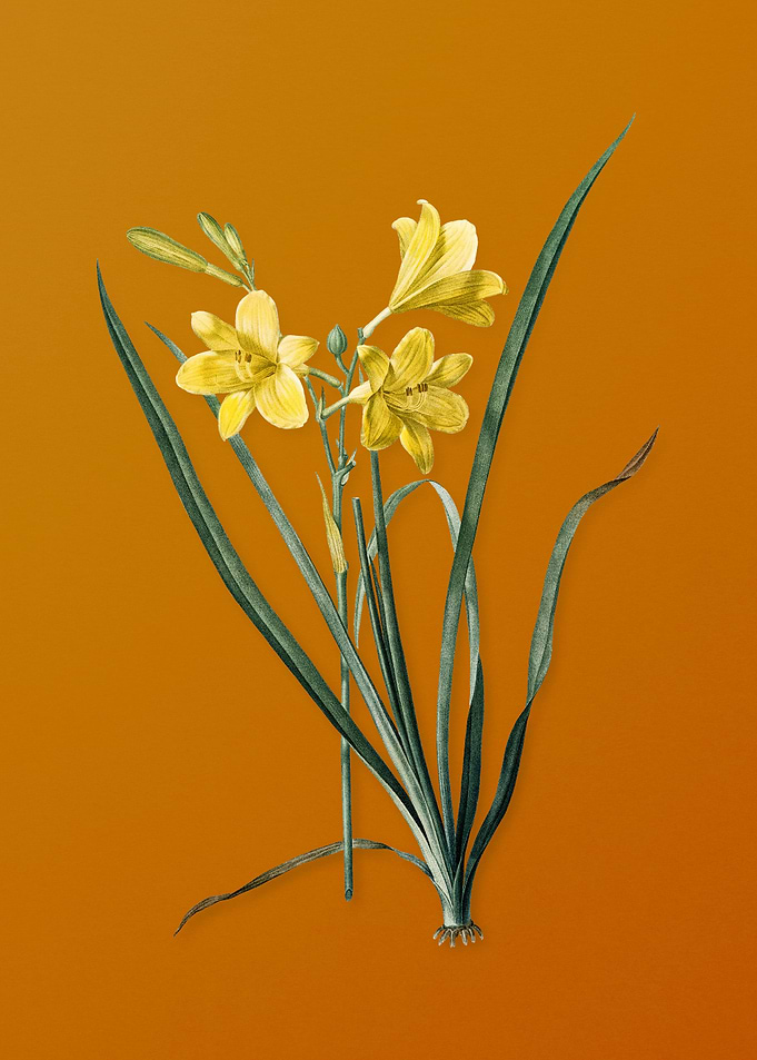 Vintage Daylily Flower