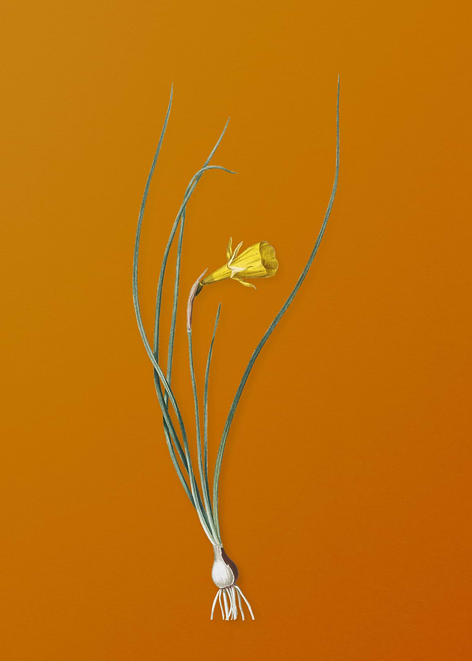 Vintage Daffodil Flower