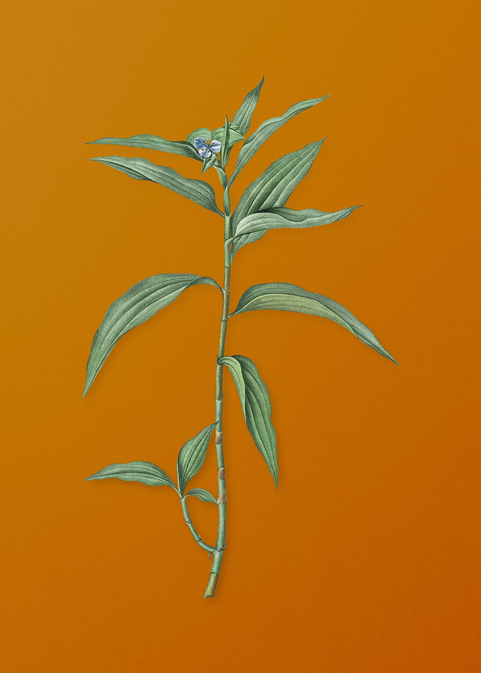 Vintage Dayflower Flower