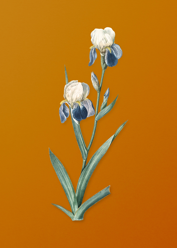 Vintage Elder Scented Iris